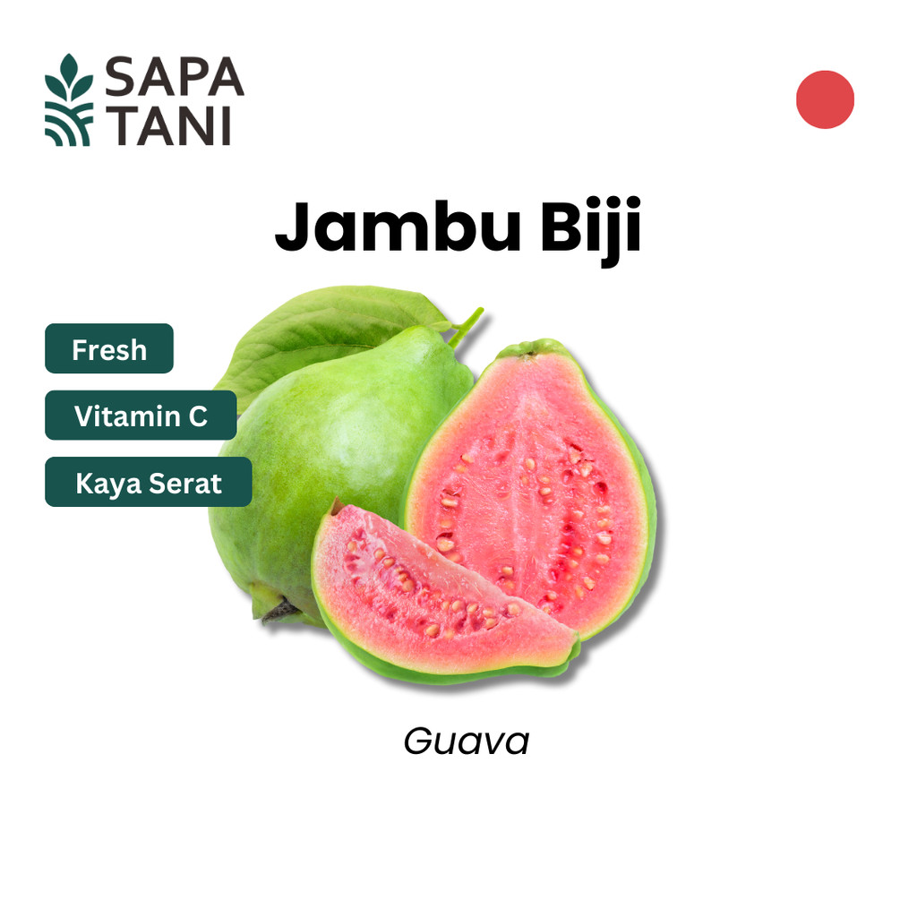 

Jambu Biji Segar 500 gr Sapatani Buah Kaya Vitamin C untuk Jus dan Camilan