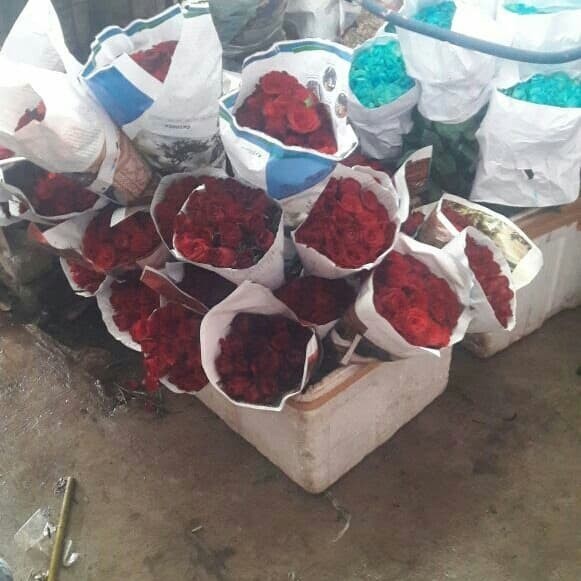 Bunga Mawar merah asli