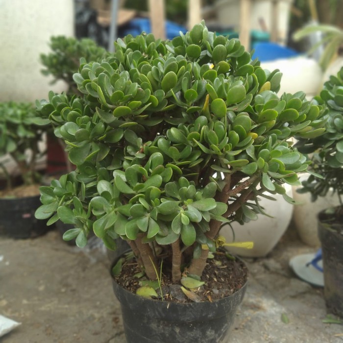 jade plant tinggi 69cm besar.