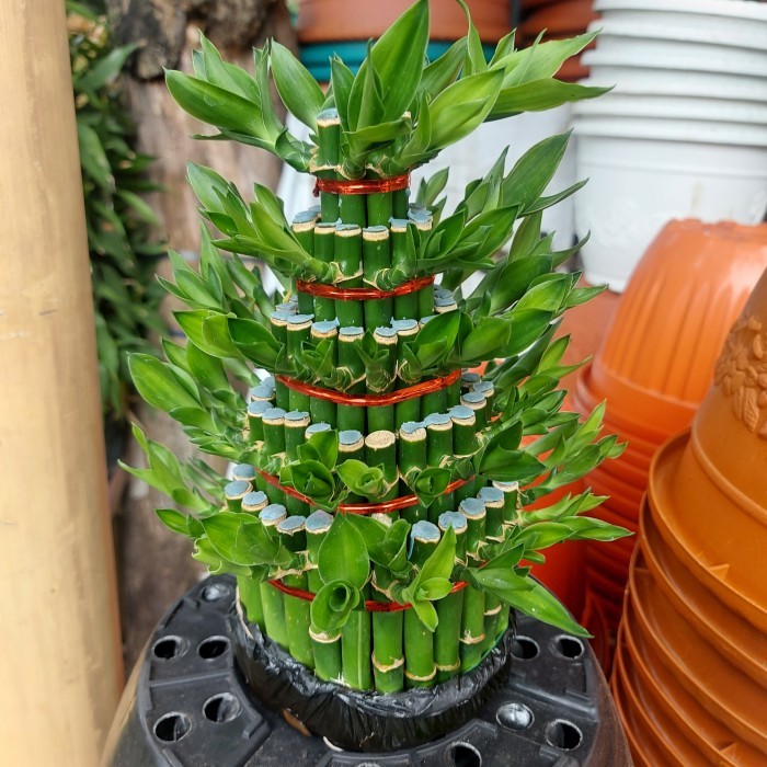 Bambu hoki / rezeki tinggi 22cm