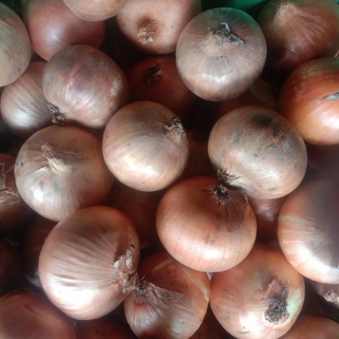 

BAWANG BOMBAY 10 KG UK 60 85 ORIGINAL