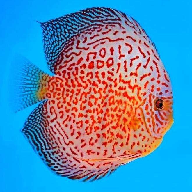 Diskon Discus Leopard Ring / Ikan Discus / Ikan Hias / Ikan Aquascape Diskus