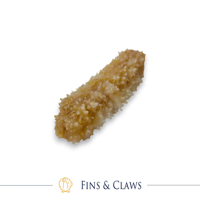 

Frozen Prickly Sea Cucumber - Haisom Duri