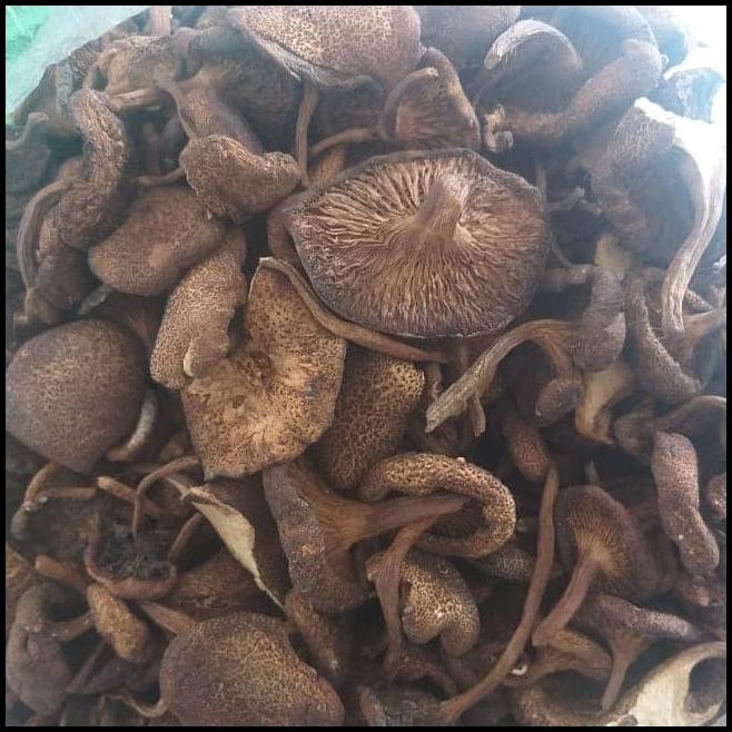 

Kulat /Jamur Belitung 100Gr
