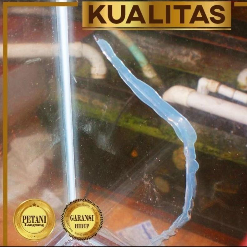 Best Seller Lem Pipa Kolam Terpal Filter Aquarium Ikan Hias Tanaman Air Aquascape Kualitas Terjamin