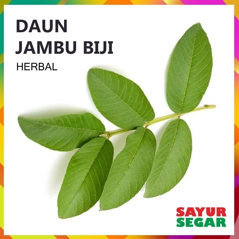 

Daun Jambu Biji - Obat Herbal [1 Ikat, ±70G]