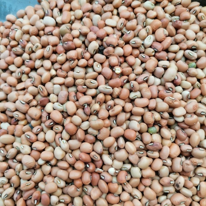 

Kacang Tolo / Tunggak 25kg