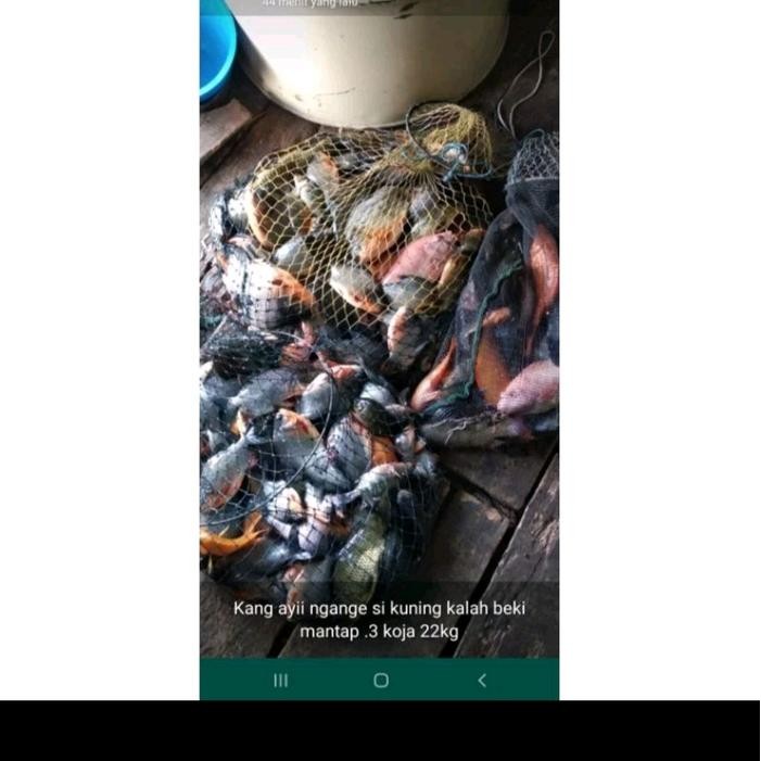 SALE TERMURAH ESSEN IKAN NILA ATAU MUJAER KHUSUS UMPAN CACING LUMUT SI JABRIG UMPAN PANCING MANCING