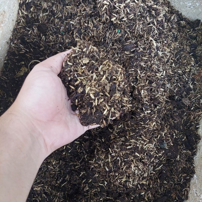 TERLARIS Media Tanam Aglonema Media Tanam Siap Pakai Fermentasi