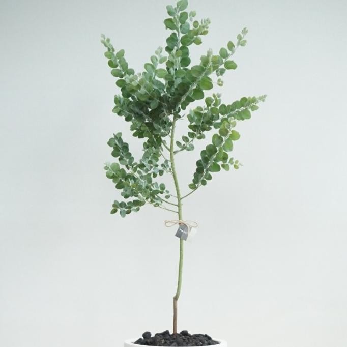 Blue Pearl Acacia Tree Podalyriifolia - Tanaman Hias Indoor Outdoor