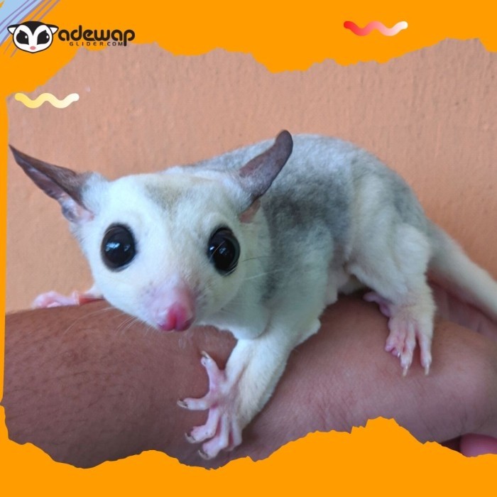 Sugar Glider Platinum Mosaic Joey / Sg Platmos Baby Jinak
