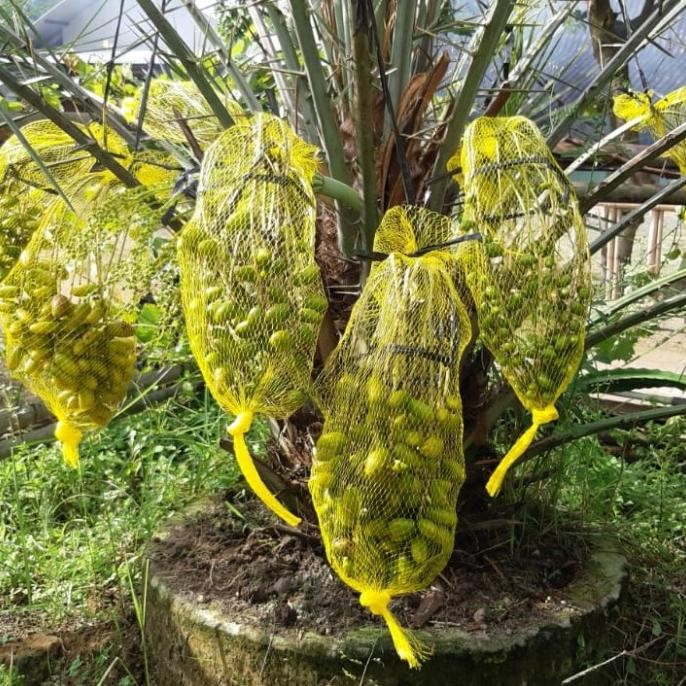 Bibit Kurma Ajwa Aliya umur 1 th up