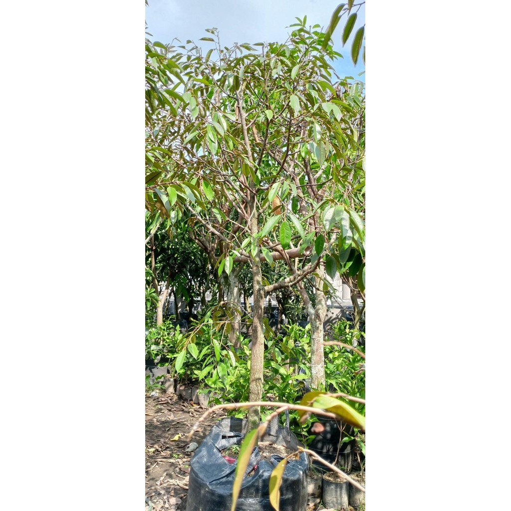 bibit durian bawor kaki 3 tinggi 2 meter