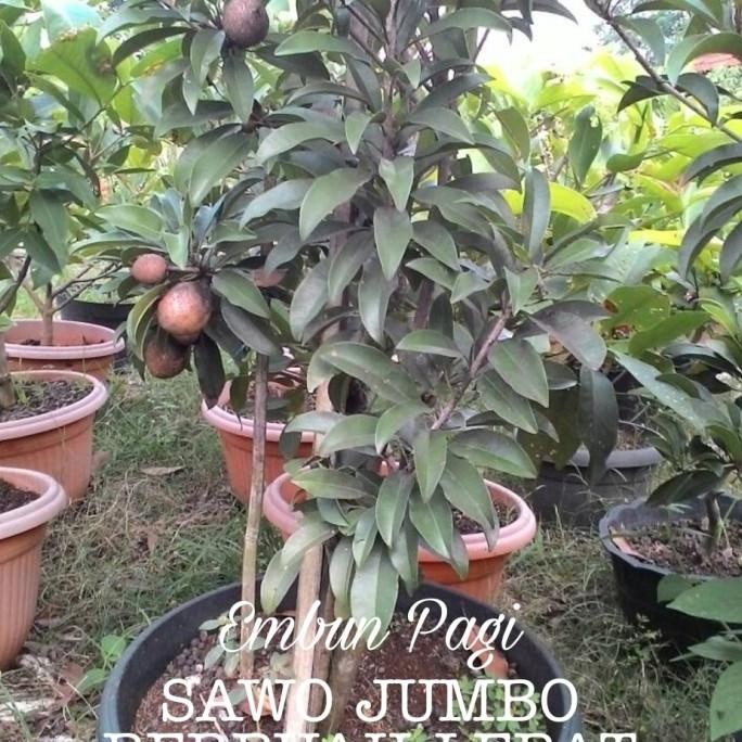Bibit Buah Sawo Jumbo Thailand Tinggi 2 meter berbuah lebat
