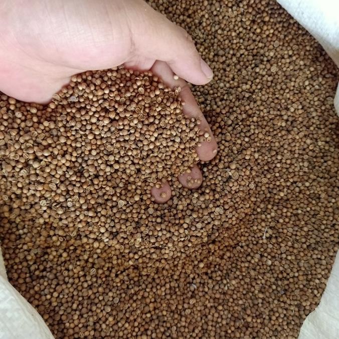 

Ketumbar Hitam Murni Preum 500 G Gram Asli!! dan Sangat Wangi