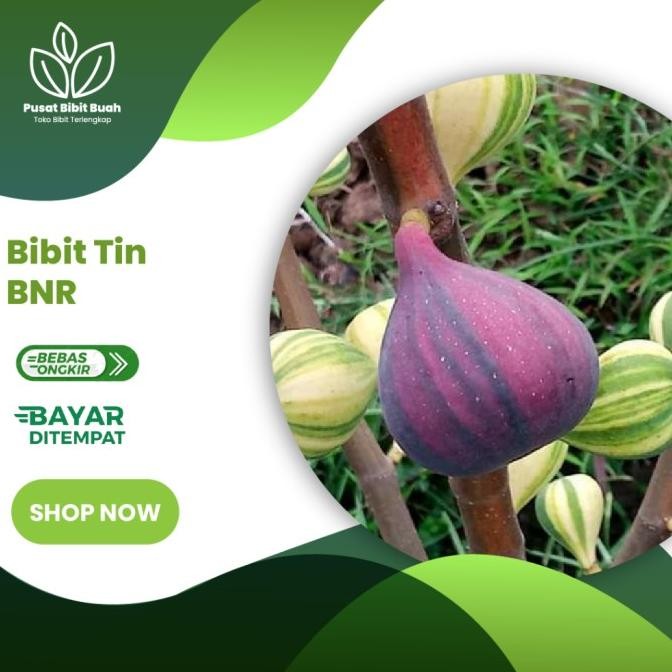 PREMIUM Bibit Tanaman Buah Tin BNR ssote Negra Rimada Ber