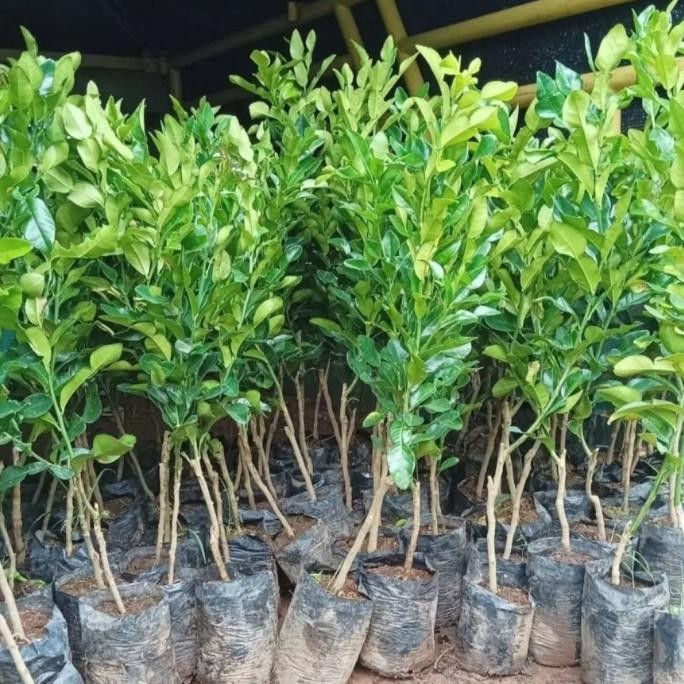 PREMIUM tanaman buah jeruk purut pohon jeruk purut tanaman jeruk purut