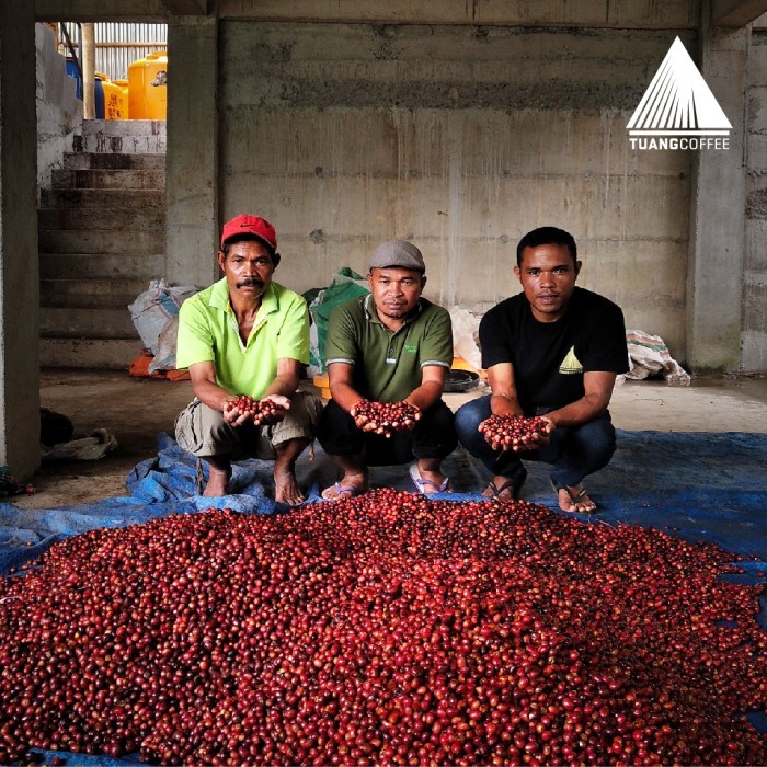 

GREEN BEAN ARABICA NATURAL TUANG COFFEE FLORES MANGGARAI