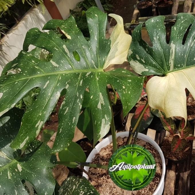 CO monstera king varigata monthai
