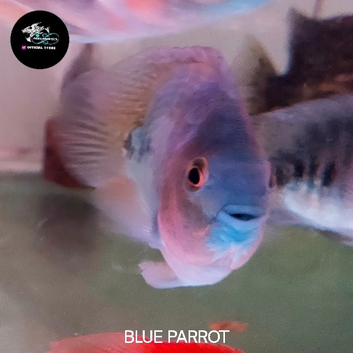 IKAN BLUE PARROT CICHLID TANKMATE