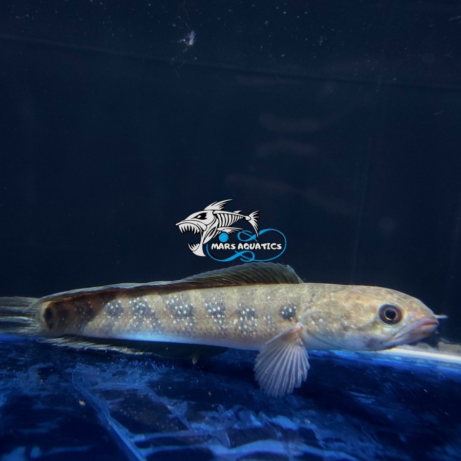 IKAN HIAS CHANNA ASIATICA RED WS FOTO ORIGINAL