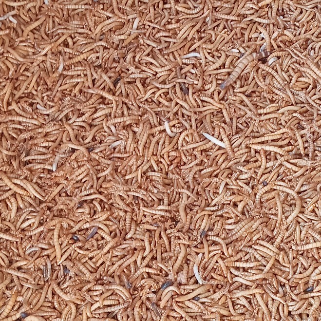 ULAT HONGKONG 1 KG KODE 1128
