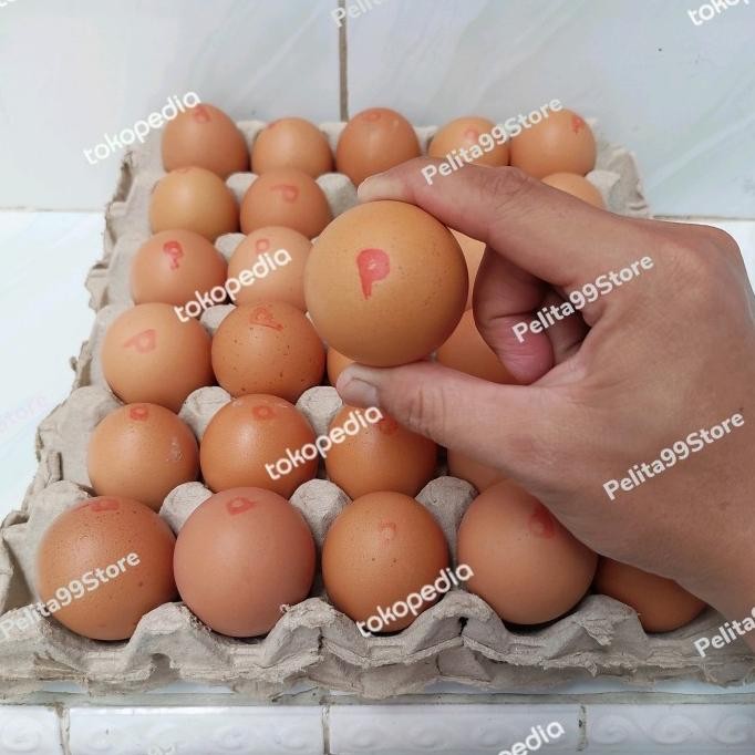 

READY TELUR AYAM NEGERI OMEGA 3 CHAMP ISI 30 BUTIR PER PACK