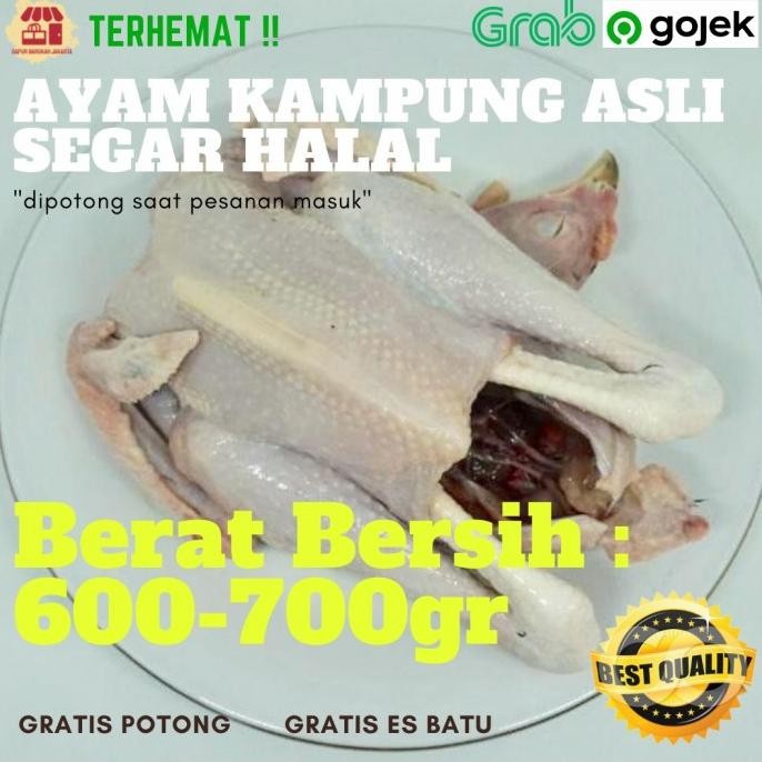 

READY AYAM KAMPUNG ASLI FRESH SEGAR HALAL BERSIH BERKUALITAS (600-700 GR)