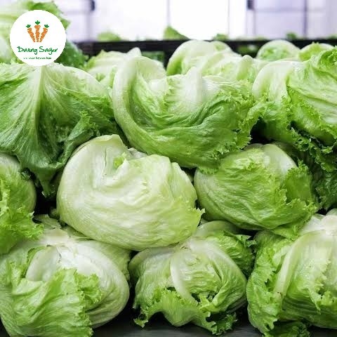 

Lettuce Head/Iceberg Segar - 500gr