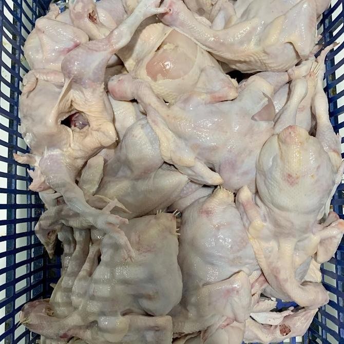 

READY PAKET JUALAN AYAM POTONG // REQUEST POTONG