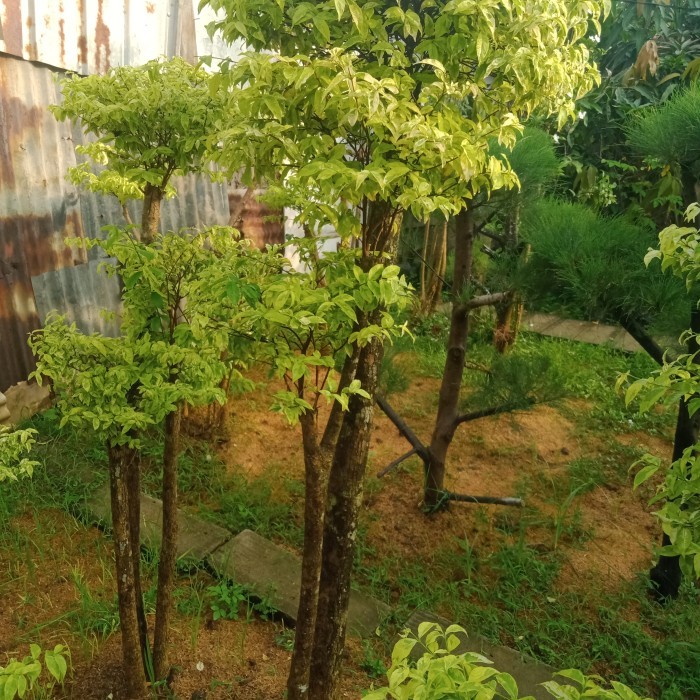 tanaman bonsai anting putri tinggi 1,5 meter