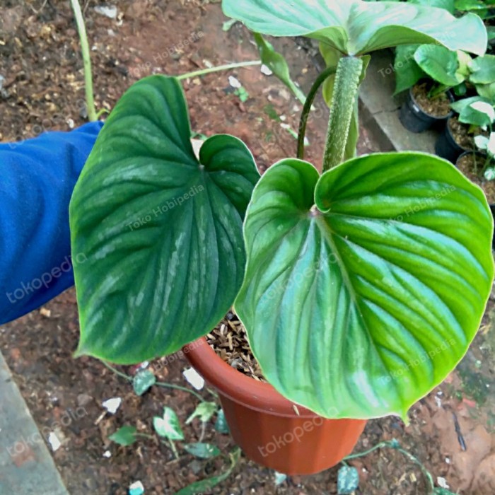 Tanaman Koleksi Philodendron Plowmanii Black Face Real Pict Daun Jumbo