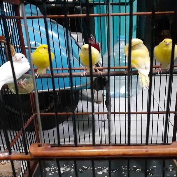 [DOY] burung kenari lokal loper af paud gacor betina