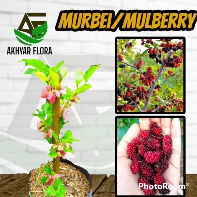PREMIUM Tanaman Buah Murbei Bibit Buah Murbei