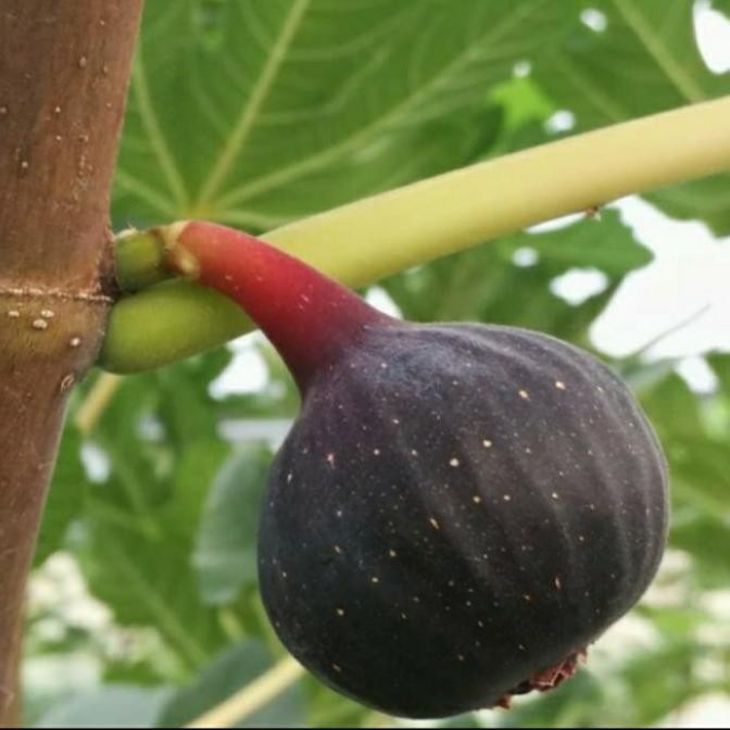 PREMIUM BIBIT TANAMAN BUAH TIN BLACK MISSION LANGKA