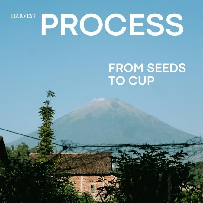 

Sindoro Fermentation Project Kopi Arabika