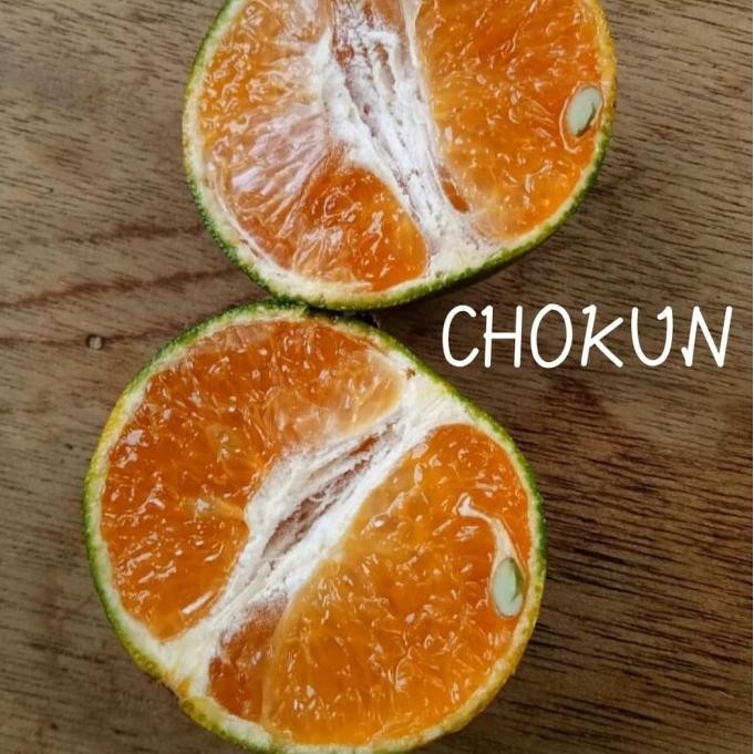 

Bibit Tanaman Jeruk Chokun Rasa Se Madu - Berbuah Lebat - PREMIUM