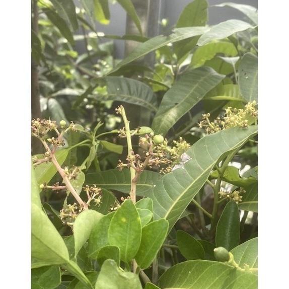 Bibit tanaman buah mangga - pohon mangga siap berbuah - bibit mangga PREMIUM