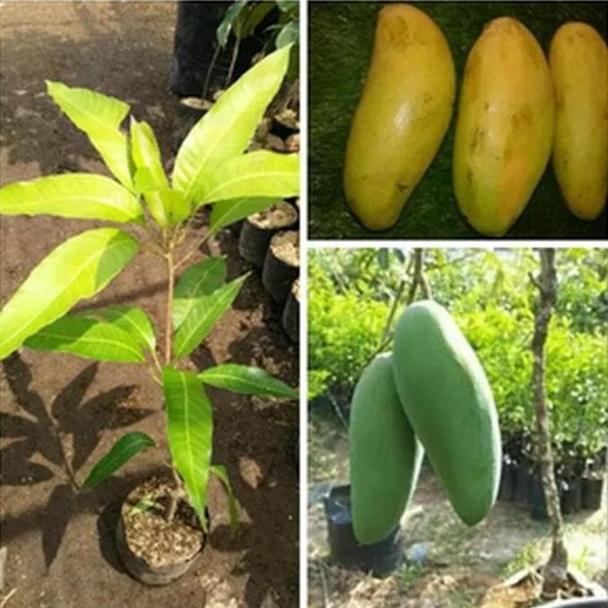 Bibit Tanaman Buah Mangga Golek Super pohon mangga golek PREMIUM