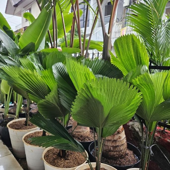 Tanaman hias Palem kipas / palm kipas / tanaman palem