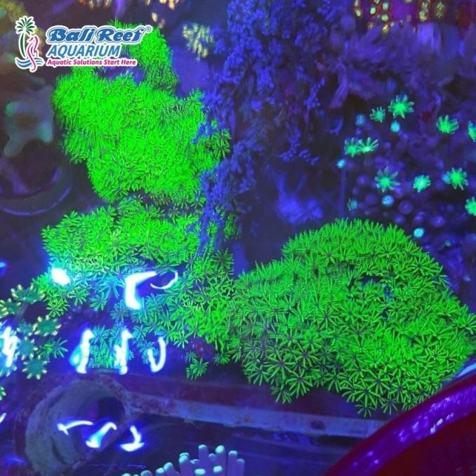 Coral Hidup Aquarium Laut Polip Rumput