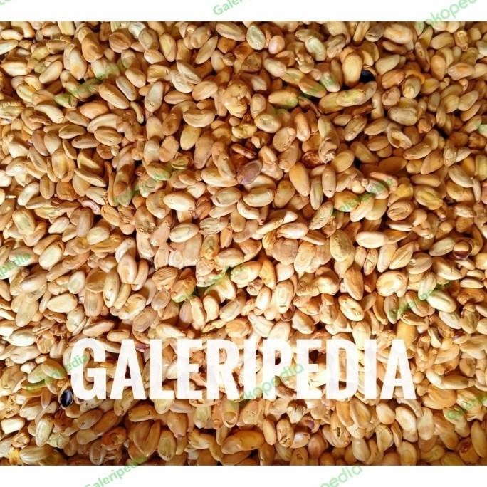 

(Good) Camilan Biji Kedawung Cemilan Langka Original Makanan Khas Madiun