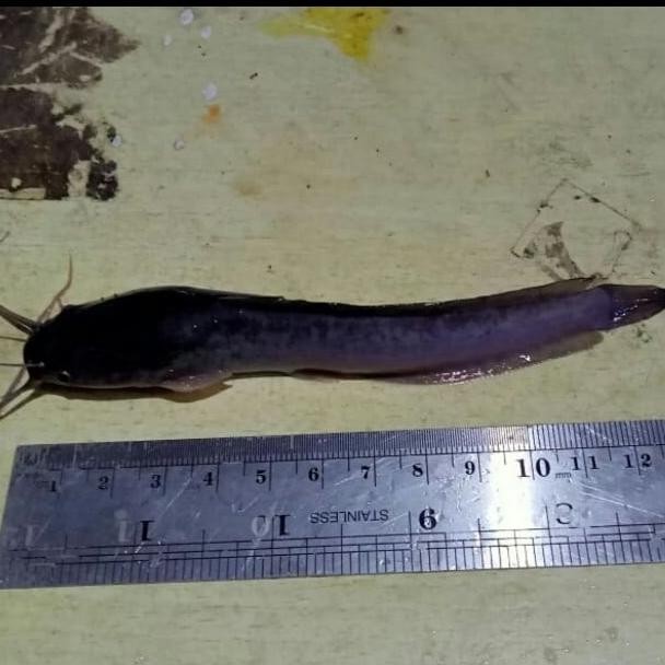 Bibit lele ukuran 11-12cm