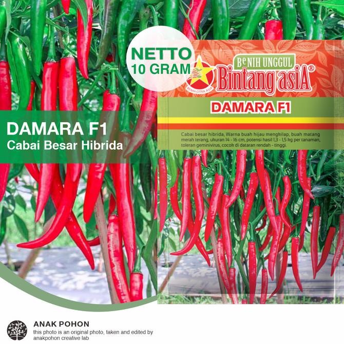 (1 PACK) Benih Cabai Besar DAMARA F1 Cabe Teropong Pedas Merah Terang Seeds - Bintang Asia - 10 GRAM