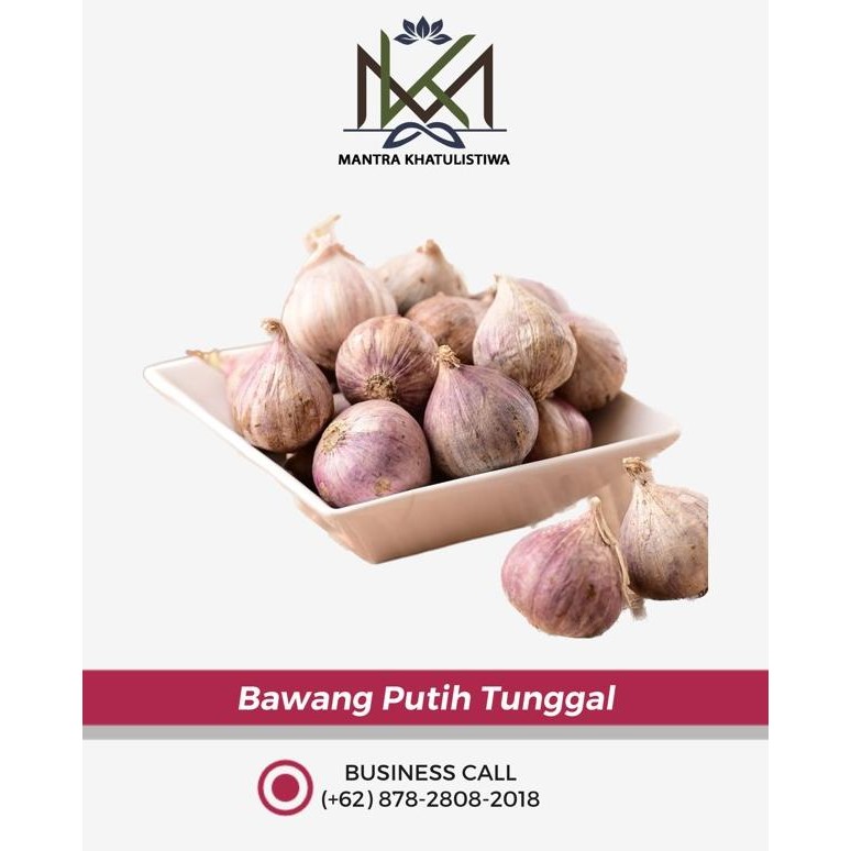 

Bawang Putih Tunggal murah