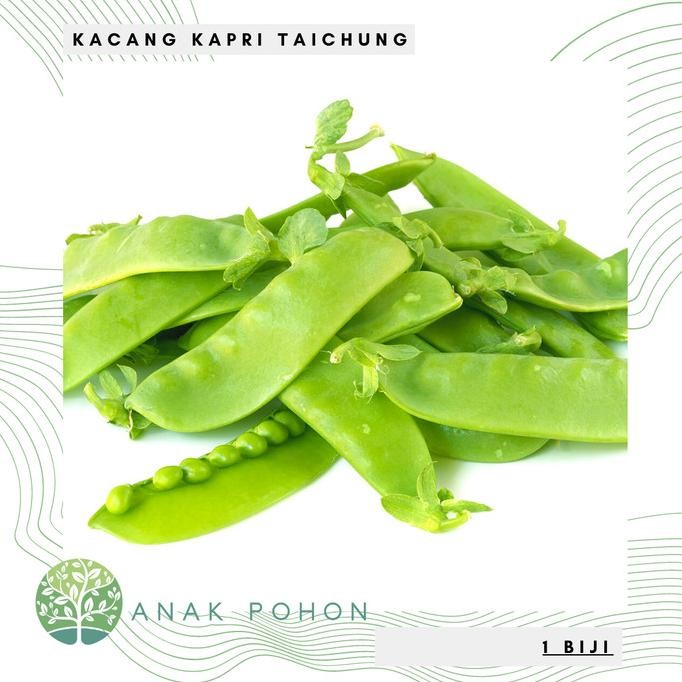 

Benih / Bibit / Biji - Kacang Kapri (Taichung) / Polong Pipih / Pea murah
