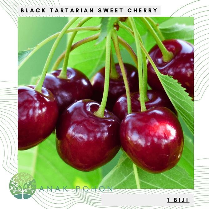 Benih Bibit Biji - Buah Ceri Hitam Manis Black Tartarian Sweet Cherry (Prunus avium) Seeds - IMPORT 
