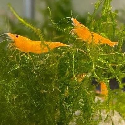 (Good) Udang hias orange shrimp aquascape air tawar