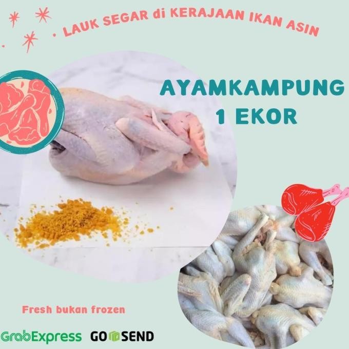 

(Good) AYAM KAMPUNG UTUH FRESH 1 EKOR