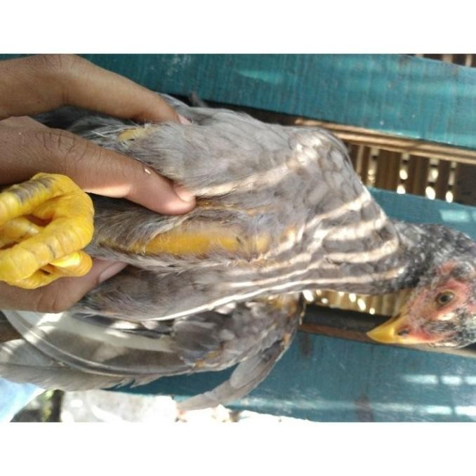 

(Good) AYAM KAMPUNG SMALL 500-600 gr